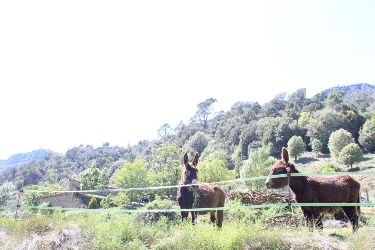 Bed And Breakfast Casanova De Sant Miquel Aiguafreda ภายนอก รูปภาพ